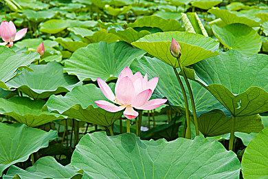 《绝地潜兵2》登陆Xbox后 全平台在线峰值超50万